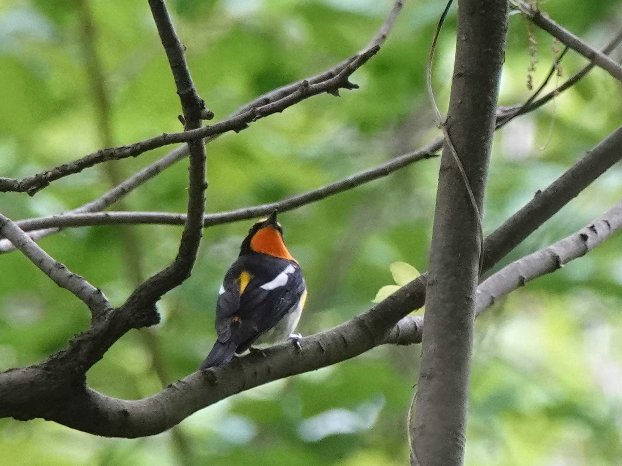 Narcissus Flycatcher