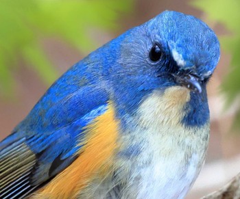 Red-flanked Bluetail Unknown Spots Tue, 4/26/2022