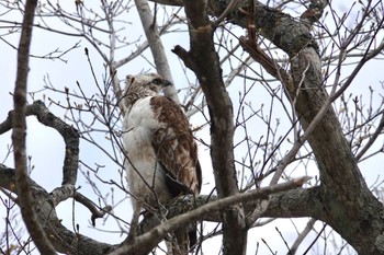 2022年4月22日(金) 青森県の野鳥観察記録