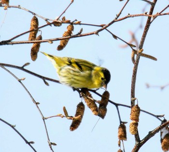 Eurasian Siskin キトウシ森林公園 Sat, 11/25/2017