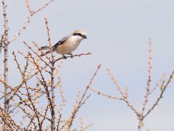 2022年4月23日(土) 長野県守屋山の野鳥観察記録