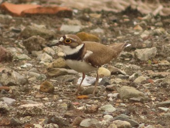 2022年4月26日(火) 見沼たんぼの野鳥観察記録