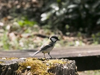 シジュウカラ 大阪城公園 撮影日未設定