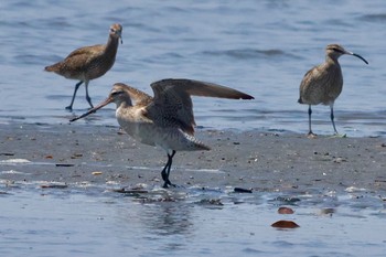 オオソリハシシギ ふなばし三番瀬海浜公園 2022年4月25日(月)