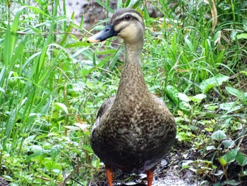 2022年4月26日(火) 舞岡公園の野鳥観察記録