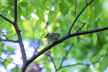 キビタキ 石神井公園 2022年4月25日(月)