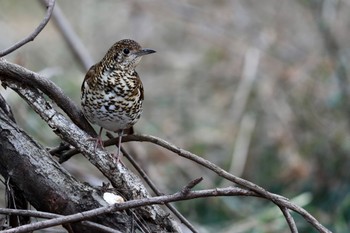 White's Thrush Akigase Park Sat, 1/29/2022