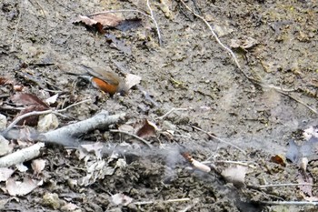 2022年4月26日(火) 福井緑地(札幌市西区)の野鳥観察記録