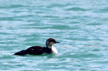 Red-throated Loon 静岡県御前崎漁港 Sat, 4/23/2022