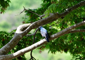 Blue Rock Thrush 豊島(香川県) Fri, 4/22/2022