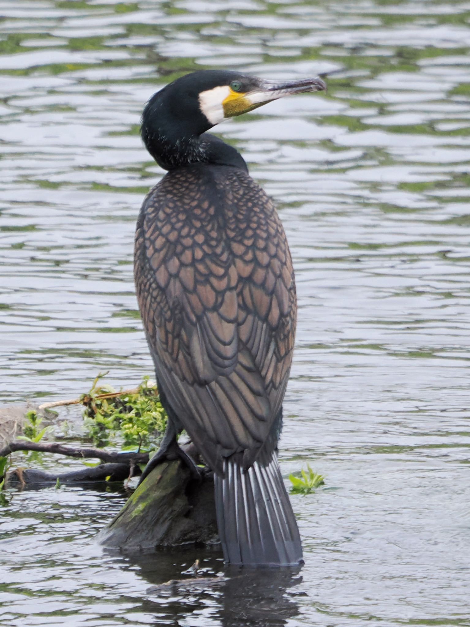 恩田川(鶴見川合流点付近) カワウの写真 by アポちん