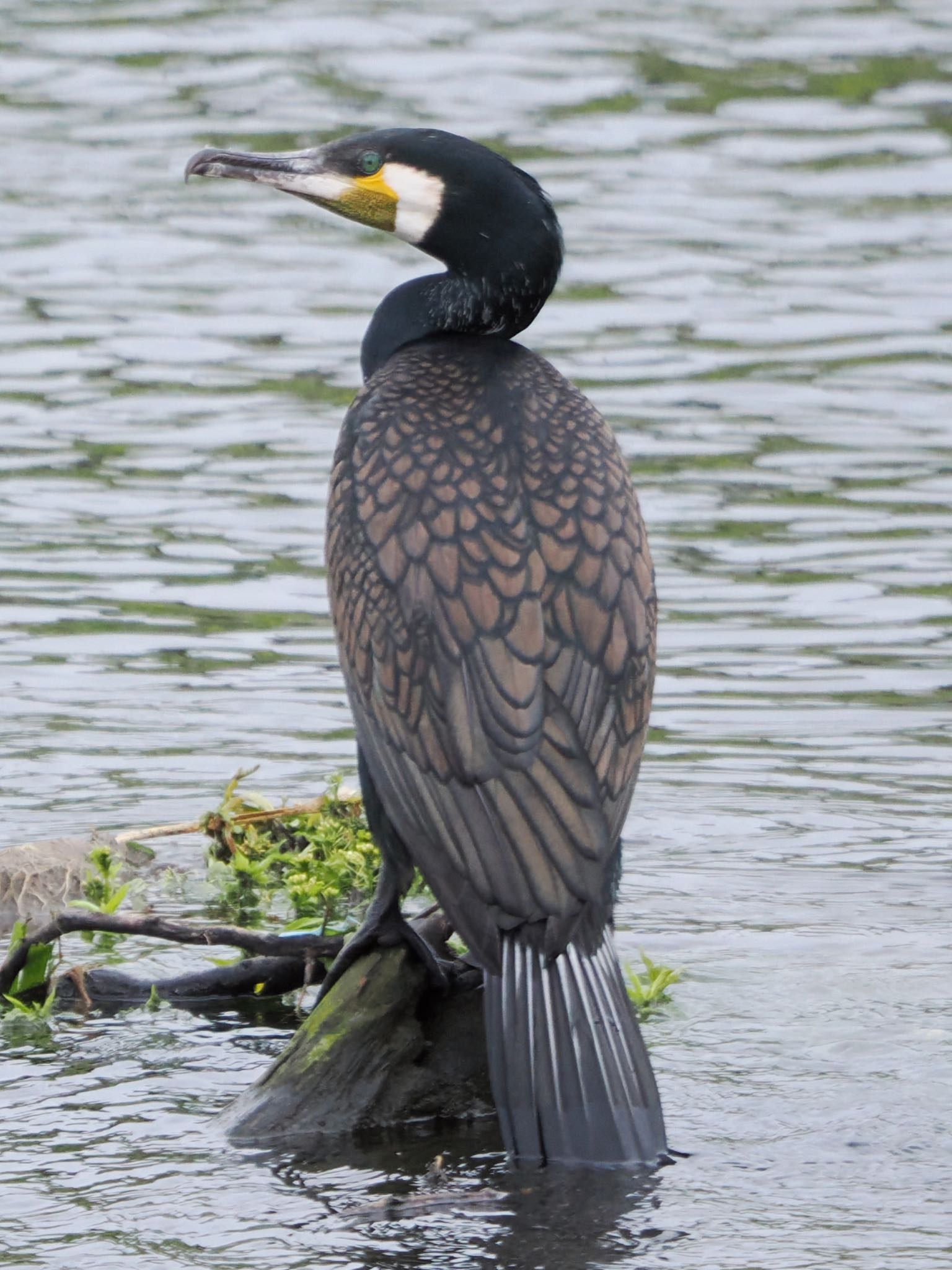 恩田川(鶴見川合流点付近) カワウの写真 by アポちん