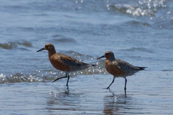 コオバシギ ふなばし三番瀬海浜公園 2022年4月25日(月)