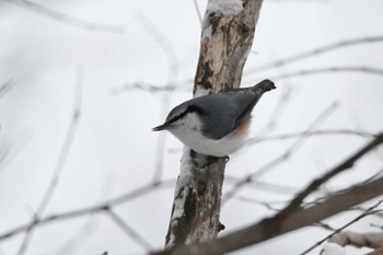 ゴジュウカラ 弟子屈町(北海道) 2021年12月18日(土)