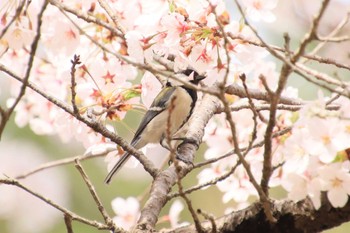 シジュウカラ 朝日山公園 2022年4月13日(水)