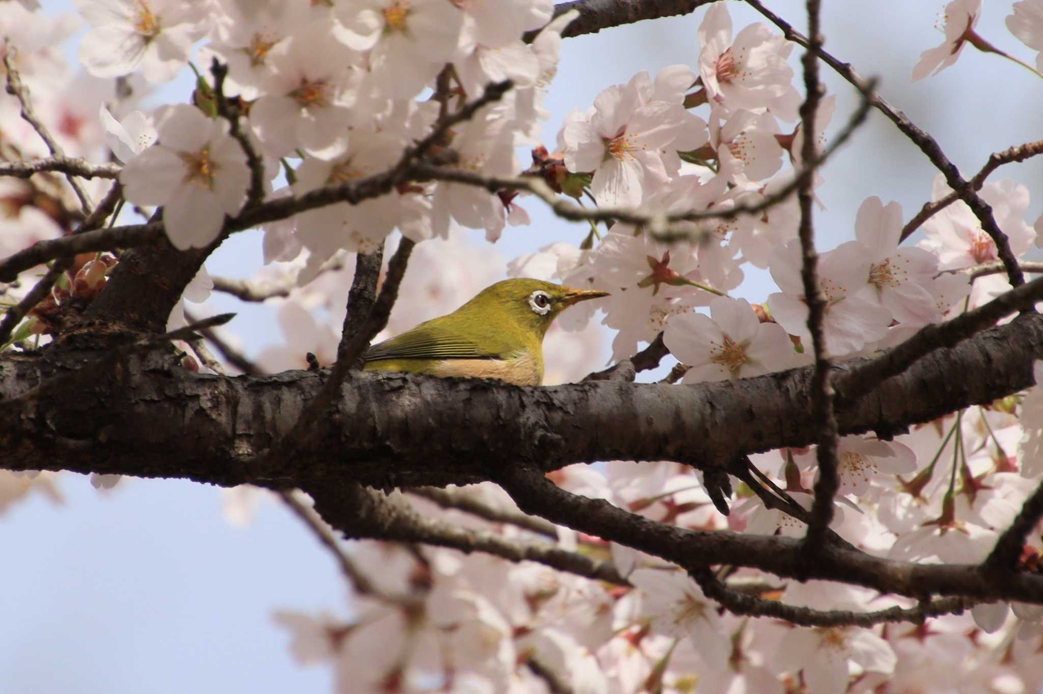 朝日山公園 メジロの写真 by 虫