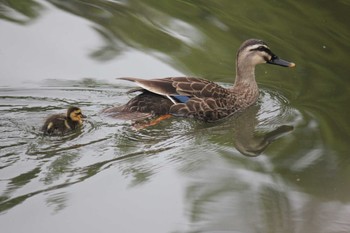 Eastern Spot-billed Duck 東京 Sat, 4/23/2022