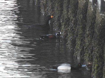 2022年4月21日(木) 豊頃町湧洞沼 長節湖 大津漁港の野鳥観察記録