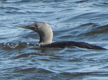 Red-throated Loon 豊頃町湧洞沼 長節湖 大津漁港 Thu, 4/21/2022