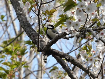 シジュウカラ 衣笠山公園 2022年4月2日(土)