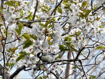 シジュウカラ 衣笠山公園 2022年4月2日(土)