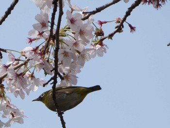 メジロ 衣笠山公園 2022年4月2日(土)