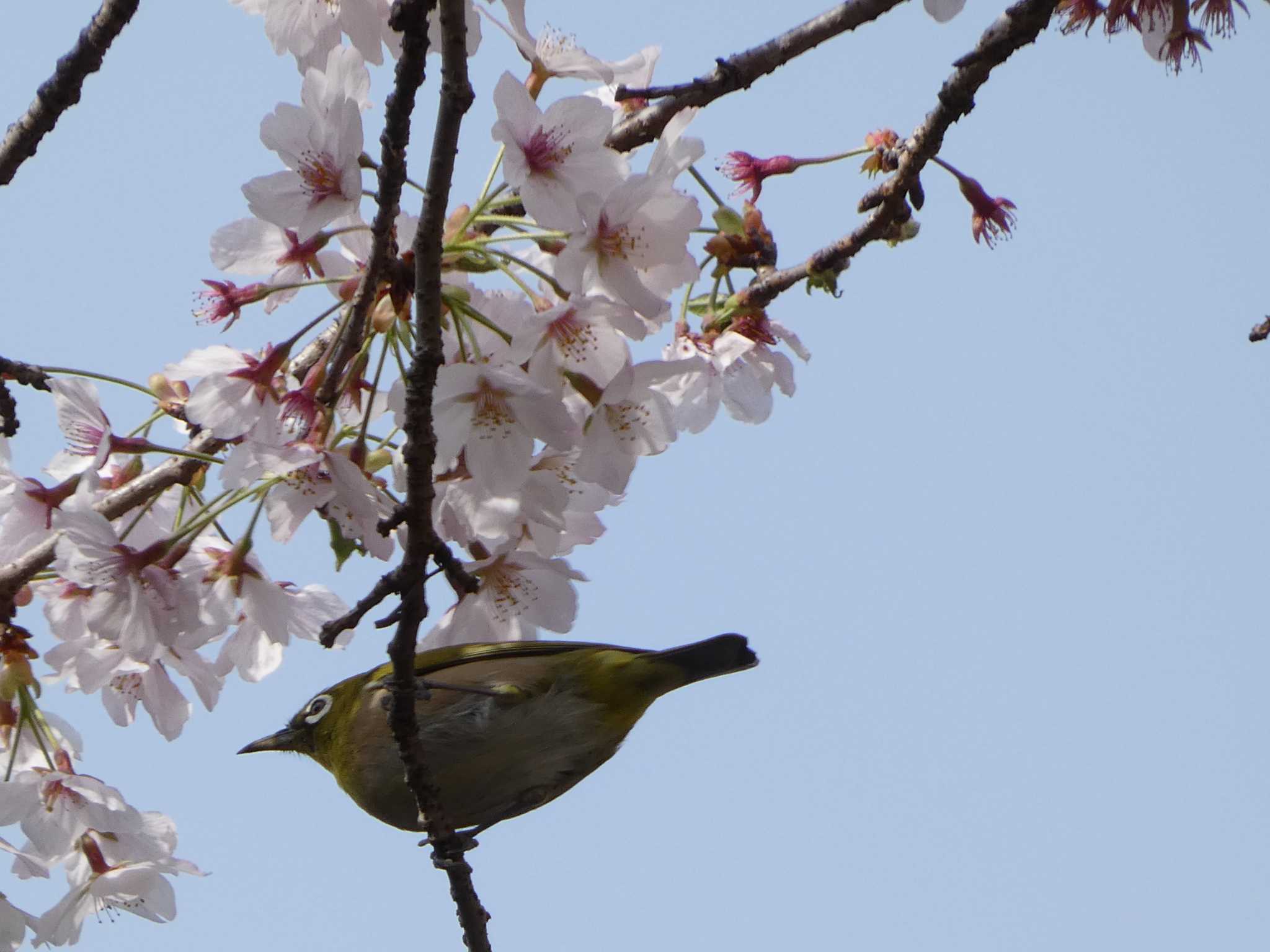 衣笠山公園 メジロの写真 by koshi