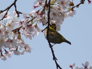 メジロ 衣笠山公園 2022年4月2日(土)