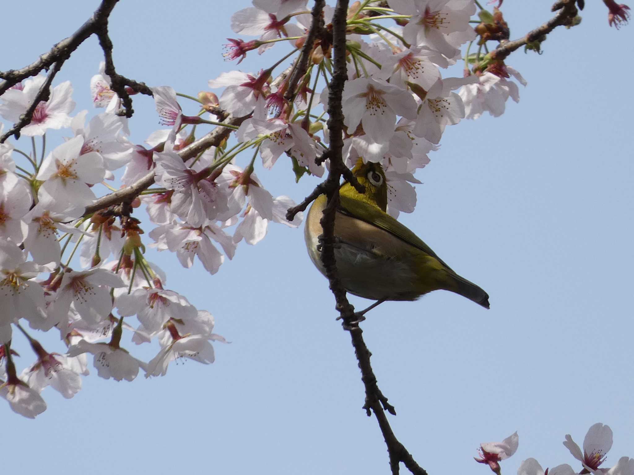 衣笠山公園 メジロの写真