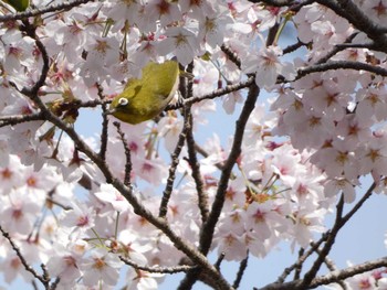 メジロ 衣笠山公園 2022年4月2日(土)