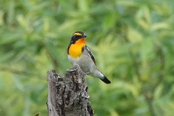 Narcissus Flycatcher 海蔵川 Wed, 4/27/2022