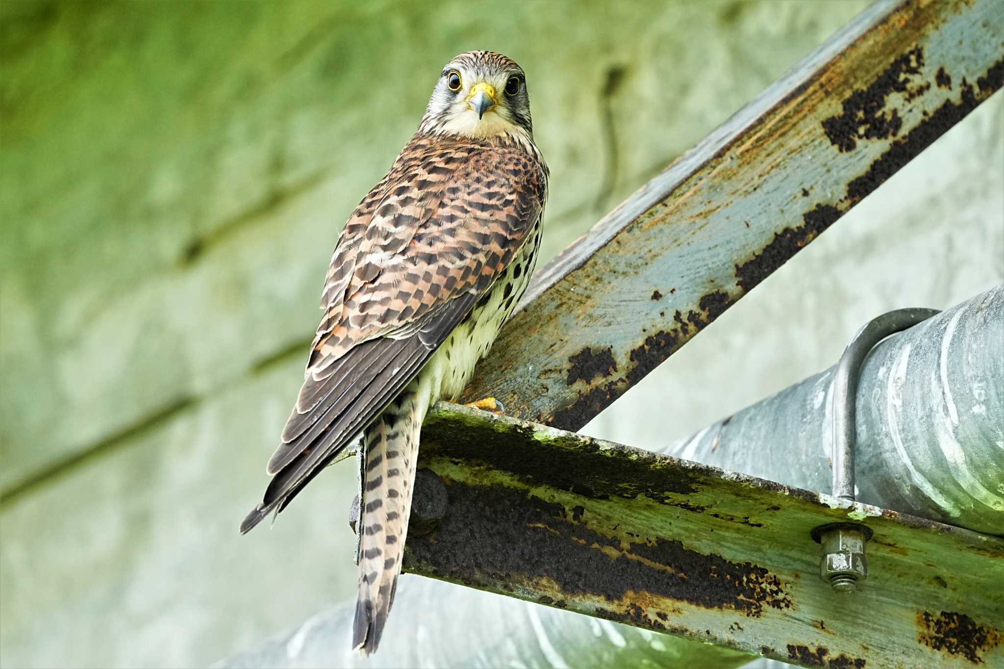 栃木県 チョウゲンボウの写真