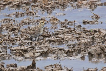 Pacific Golden Plover 新潟市 Wed, 4/27/2022