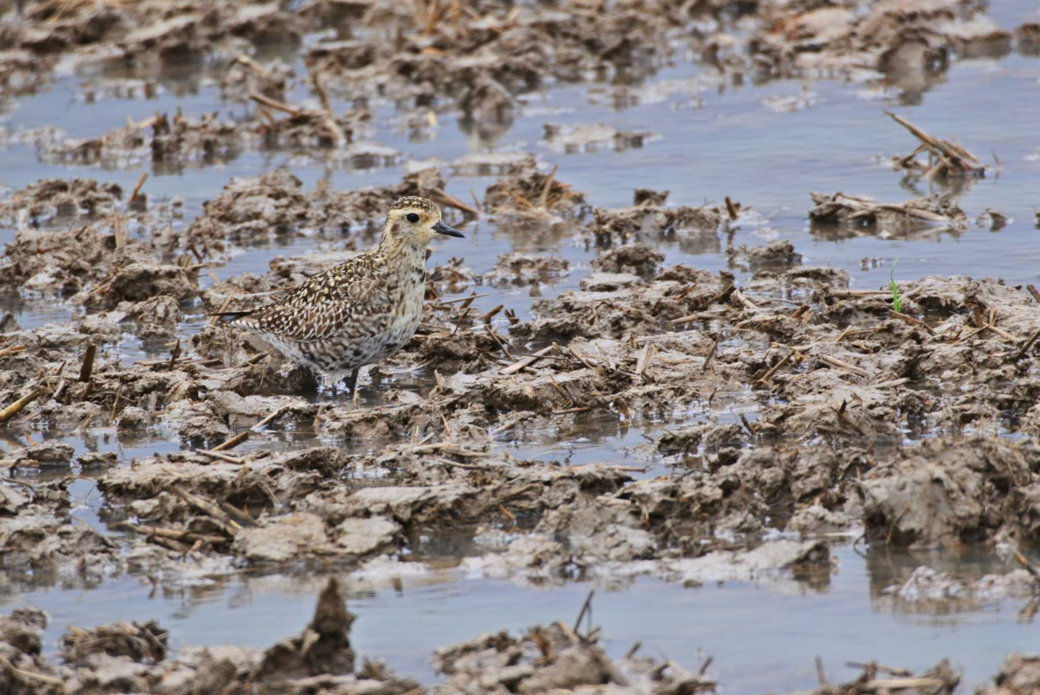Photo of Pacific Golden Plover at 新潟市 by ひたきや