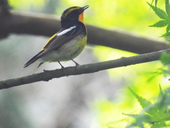 キビタキ 青葉山公園 2022年4月27日(水)