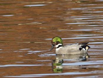 2017年11月25日(土) 水元公園の野鳥観察記録