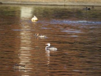 カンムリカイツブリ 水元公園 2017年11月25日(土)