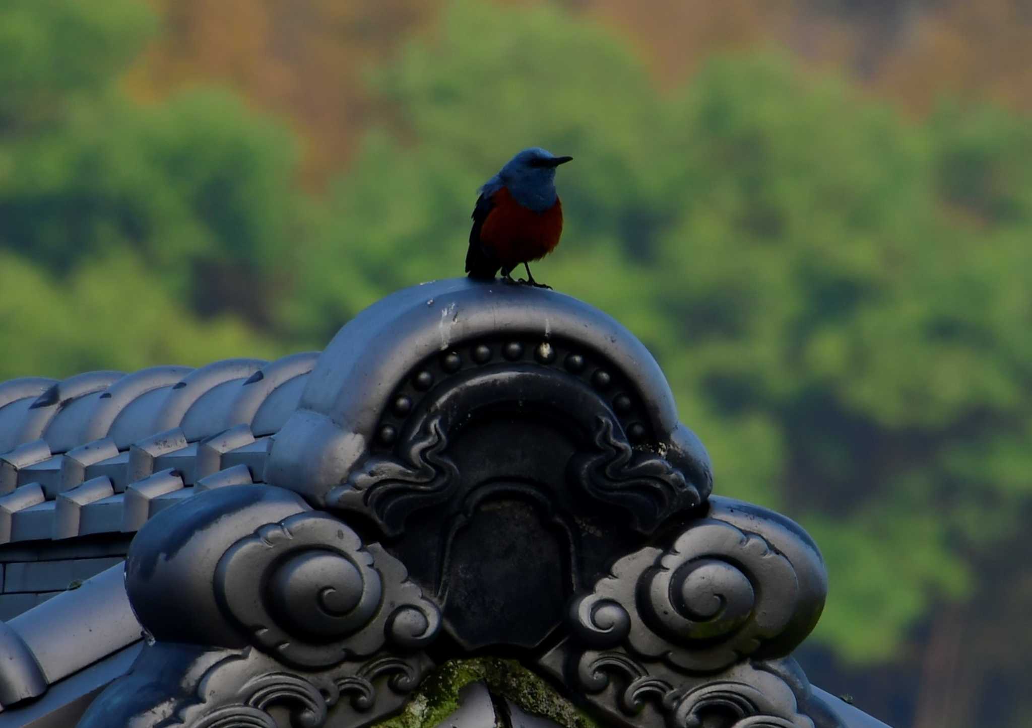 Photo of Blue Rock Thrush at 豊島(香川県) by ぽんこ