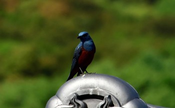 Blue Rock Thrush 豊島(香川県) Fri, 4/22/2022