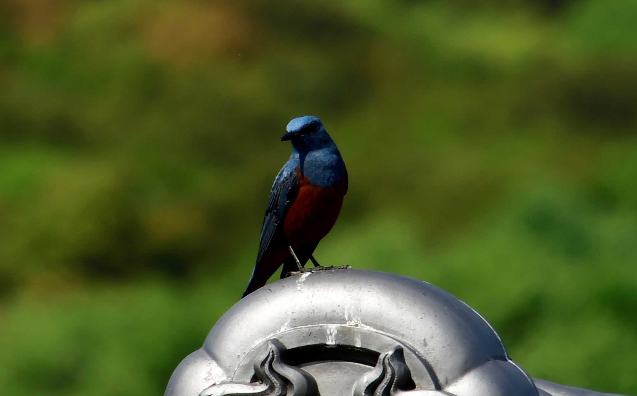 Photo of Blue Rock Thrush at 豊島(香川県) by ぽんこ