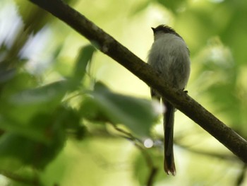 2022年4月27日(水) 江津湖の野鳥観察記録