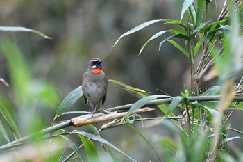 Siberian Rubythroat 禄剛崎 Wed, 4/27/2022