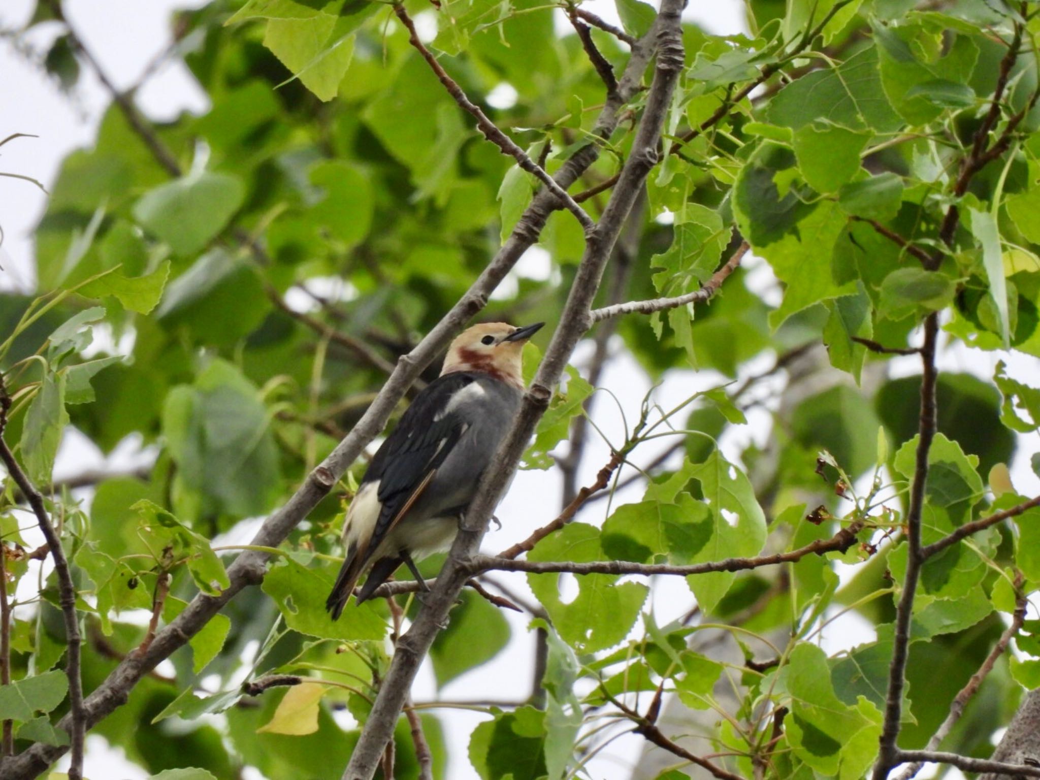 Chestnut-cheeked Starling