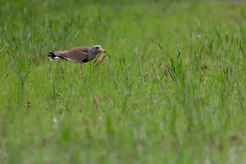 Grey-headed Lapwing 浜松市佐浜 Wed, 4/27/2022