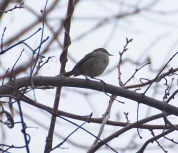 2022年4月27日(水) 真駒内公園の野鳥観察記録