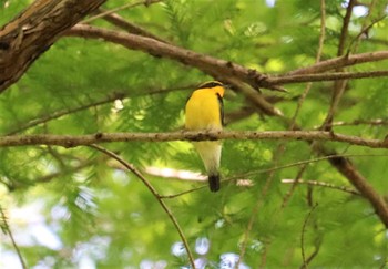 Mon, 4/25/2022 Birding report at 秋ヶ瀬公園(野鳥の森)