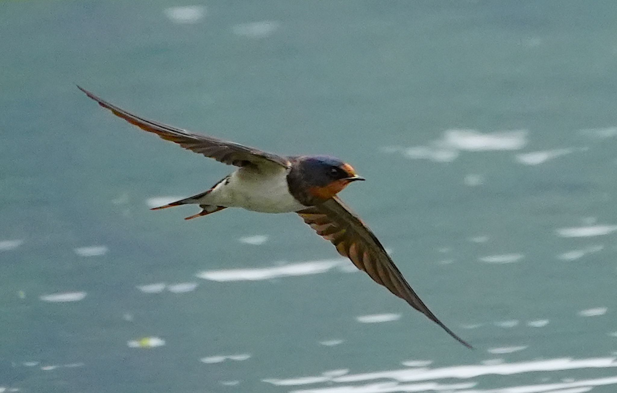 Barn Swallow