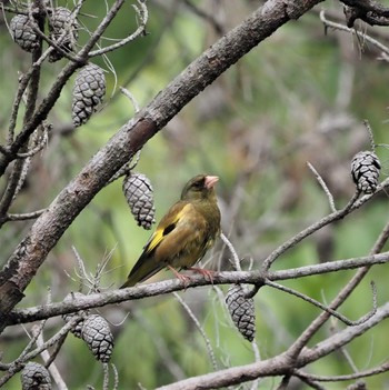 Grey-capped Greenfinch 姫路市自然観察の森 Wed, 4/27/2022