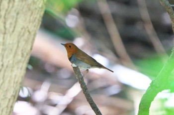 2022年4月17日(日) 金ヶ崎公園(明石市)の野鳥観察記録