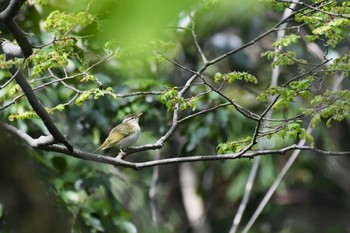 Eastern Crowned Warbler 禄剛崎 Wed, 4/27/2022